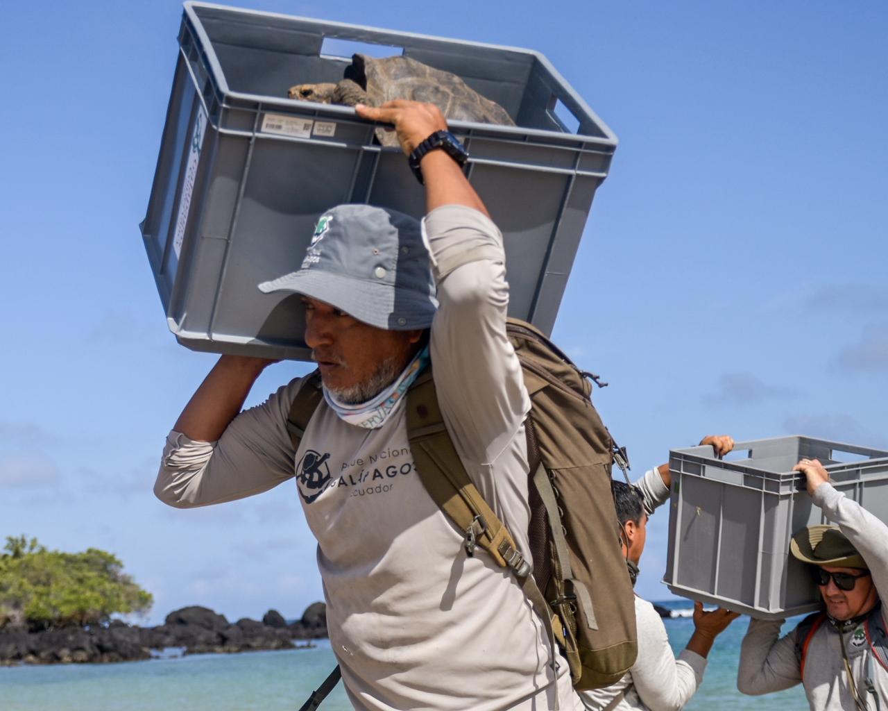Casi 150 años después, regresaron las tortugas gigantes a la isla Floreana en Galápagos
