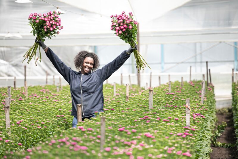 (ESPECIAL DÍA DE LA MUJER) Mujeres lideran la expansión global de la floricultura colombiana